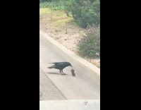 Collab ClipsIG - Black crow grabs mouse by its tail