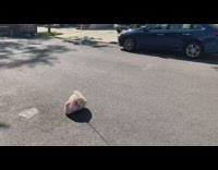 Balloons carry plastic bag across street
