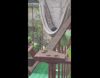 Big rat in fire escape hammock 