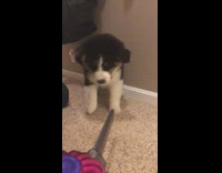 small black white puppy growls and barks at loud vacuum.