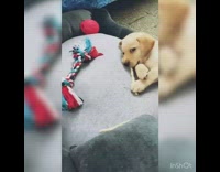 Brown puppy eats stick treat grey bed