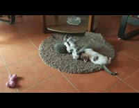Three grey kittens round brown rug mat