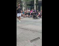 People takes picture of the dog on the street