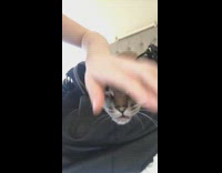 Grey Cat In Black Purse Gets Head Stroked