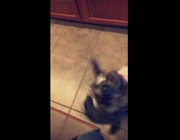 Small black dog  with pink handkerchief stands on hind legs for  treat  