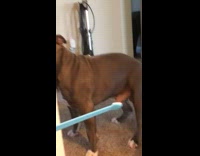 Pitbull doesnt like blue toothbrush scared 