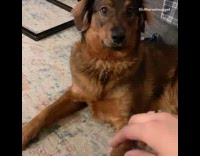 Large brown dog swats hand away indoors