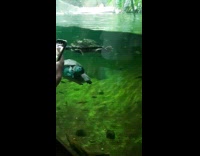 Turtle swim and approaches filmer on glass