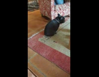 Black dog rubs butt on red rug