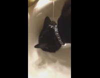 Cat drink water sink head under faucet