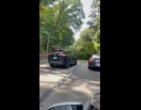 Collab WINY - Fallen tree cause heavy traffic on road