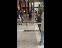 Lady drags dog by leash across tile