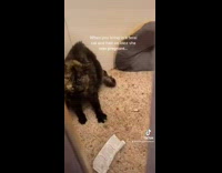 Collab BitchMP - Feral cat inside of room scared has babies