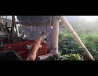 Two kittens slap play with hanging plug