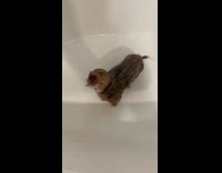 Brown dachshund dog enjoying shower at bathtub
