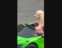 Dog in dress rides green toy car