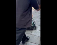 Dog rides mini wagon cross the street