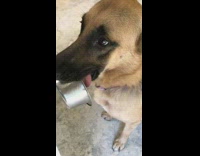 brown dog holding grey medal bowl