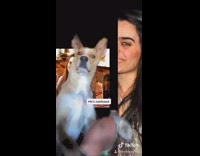 Girl shows brown dog old throwback photos 