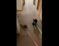 Cats on leash have 2 moods 