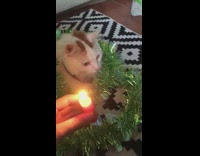 Girl meows happy birthday white cat tinsel 