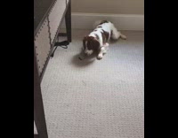 Collab Dogs Of Instagram - Brown and White Dog Grabs Lizard and Runs Away With It