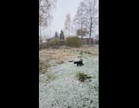 Dog first time play with snow outside