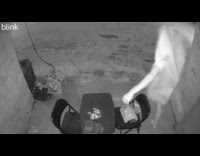 Girl screams on man in carrot costume