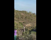 Dog lift between tree branch photo shoot