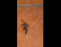 Large lizard hang upside down brown wall