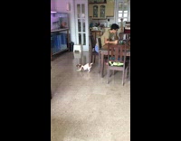 Dog play with insect on the floor