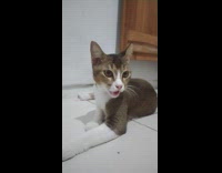 Pet cat tired and breathes with its tongue out