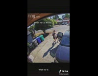 Collab BitchIG2 - Dog jumps into closed door in car