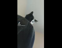 Black cat with white half face color