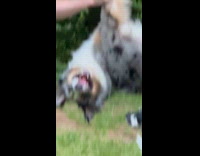 Dog being carried by guys upside down