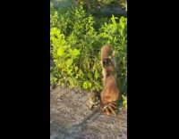 Raccoon family crosses path to walk toward water 