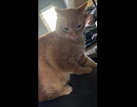 Collab Clips MPUGC - Cat staring at hooman and pounced at her 