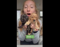 Time lapse of girl and two little black and brown puppies