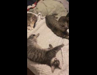 Cats laying on bed heated blanket