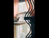 Cat falls from hammock bites of suction pad