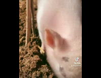 Small pink pig digs hole in dirt 
