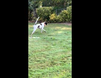 Dog catching bird, gets away 