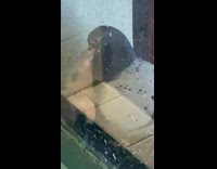 Collab WINY - Pigeon Feeds its Youngs Through Mouth besides Window