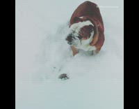 brown dog going down slide with snow