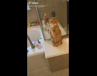 Compilation of little orange cat meow