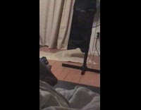 Grey kitten play with floor rug fan