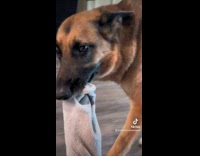 Collab BitchMP - Dog carries socks around 