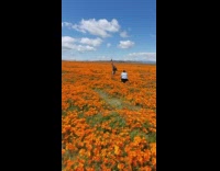 Woman upside down photo shoot orange flower fields
Name can't confirm