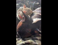 Clips of tabby kitten licking french bulldog