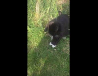 Black white cat pink collar bell grass 